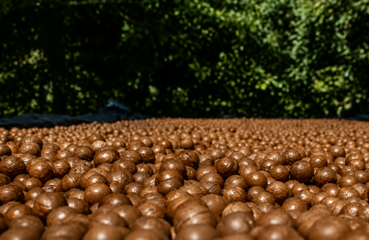 Macadamia